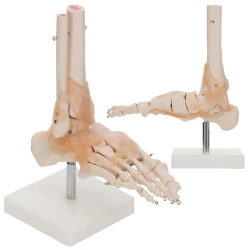 Model anatomiczny stawu skokowego z więzadłami w skali 1:1